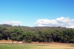 Keopuolani Dog Park,dog parks in maui, maui dog parks