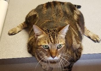 Kihei Veterinary Clinic, vets near kihei, maui veterinarians