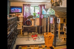 Maui Kennels Pet Boarding and Grooming, pet boarding near kihei, maui pet boarding and grooming; dog daycare in maui