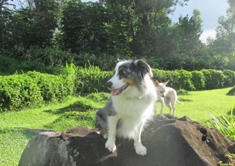 Maui Pet Boarding and Sitting, pet boarding near kihei, maui pet boarding and grooming; dog daycare in maui