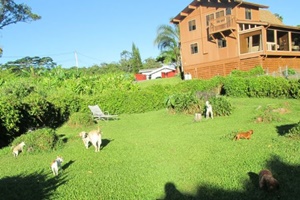 Maui Pet Boarding and Sitting, pet boarding near kihei, maui pet boarding and grooming; dog daycare in maui