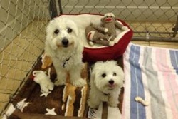 Wailuku Pet Clinic, vets near kihei, maui veterinarians